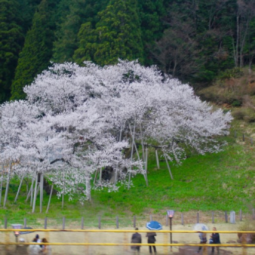 Wo Dragon Cherry in Takayama can be seen from the train is 1100 years old.